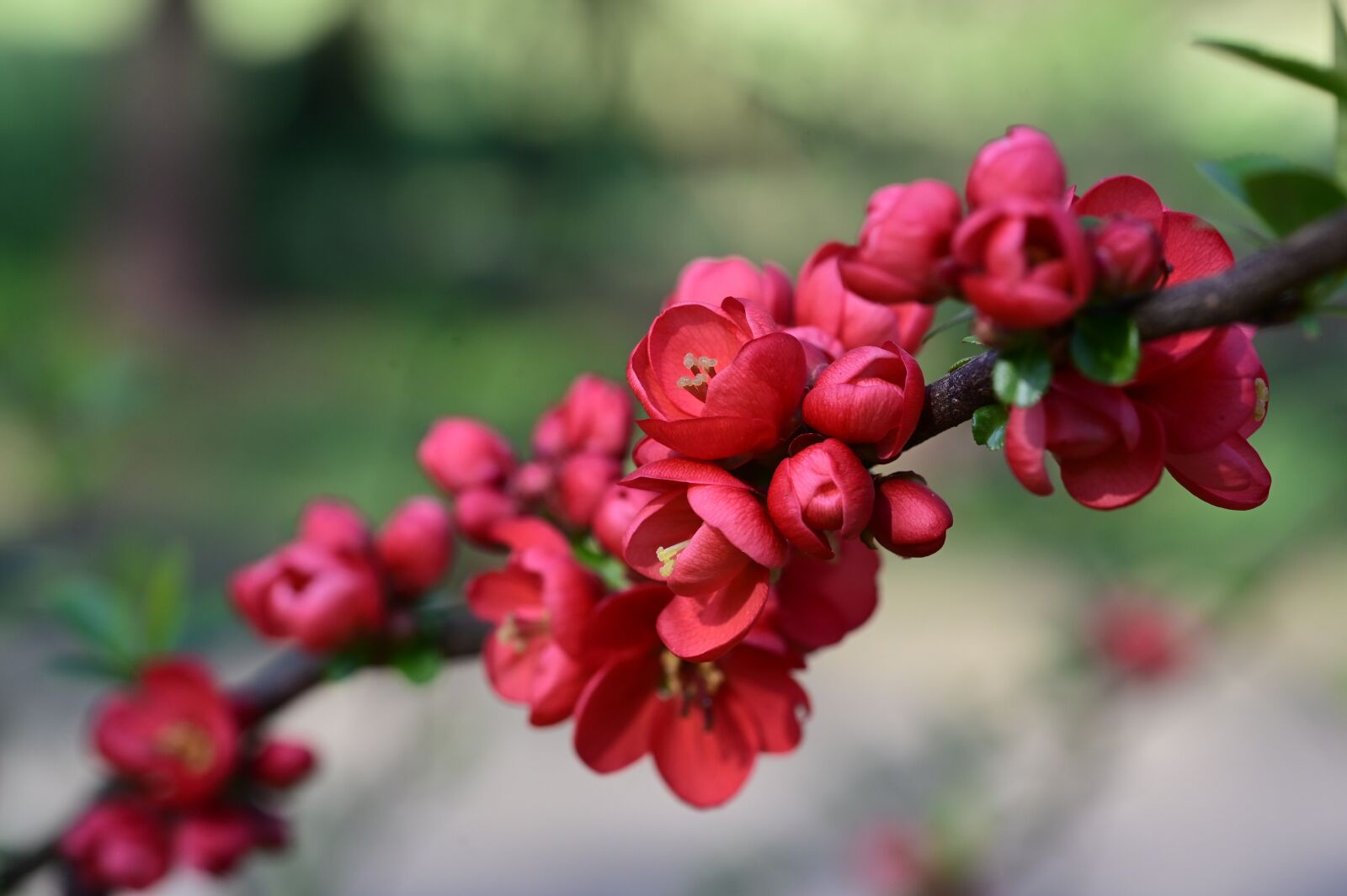 Nikon Z6 sample photo. Ornamental quince, red, bush photography