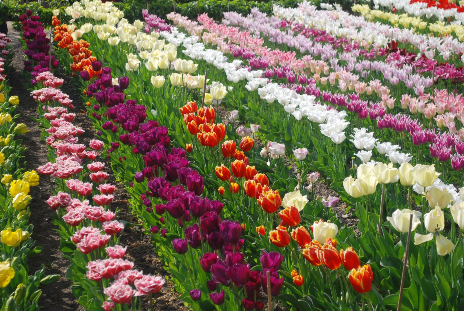 Nikon D60 sample photo. Field, tulips, colors photography