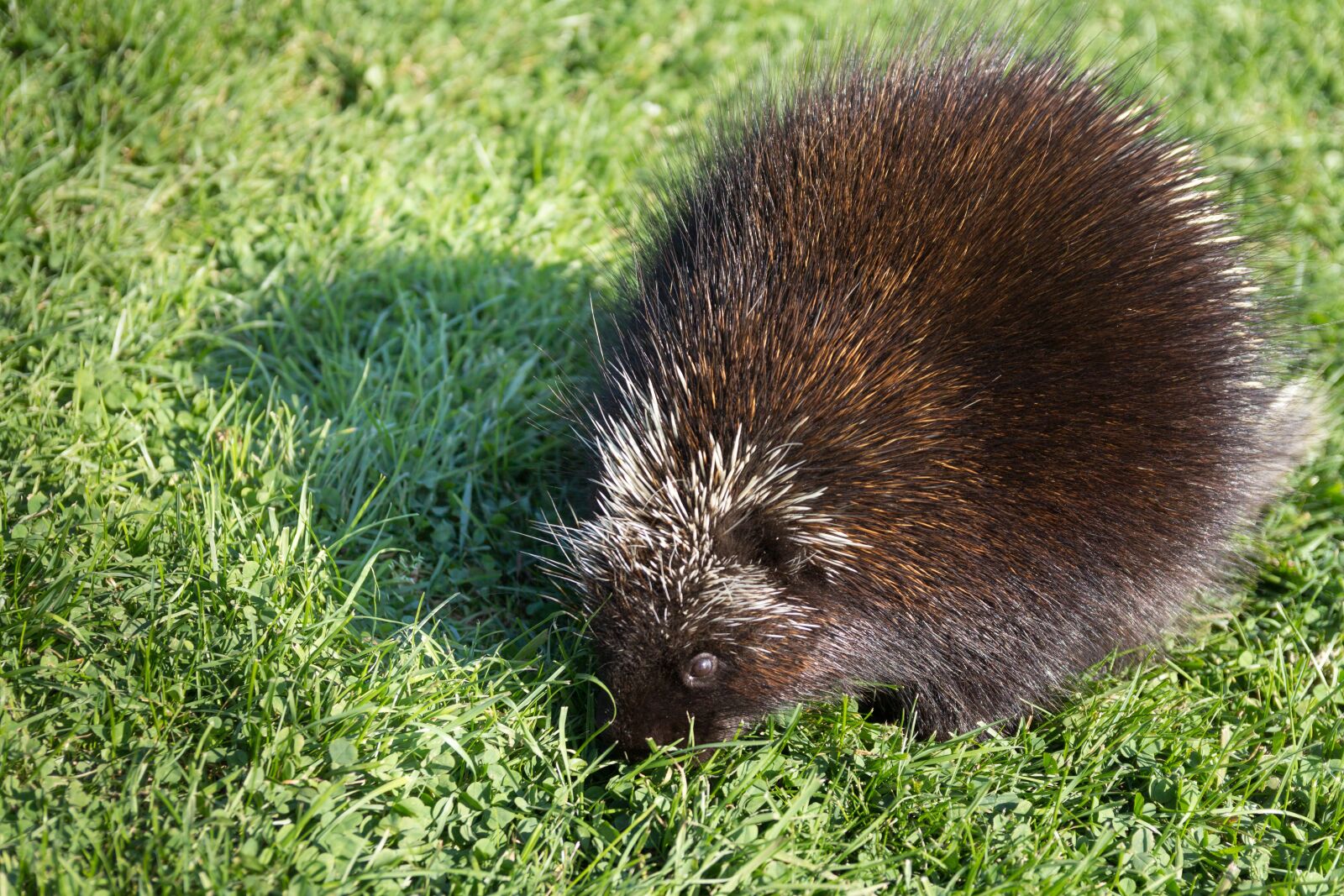 Canon EOS 60D sample photo. Porcupine, animal, wildlife photography