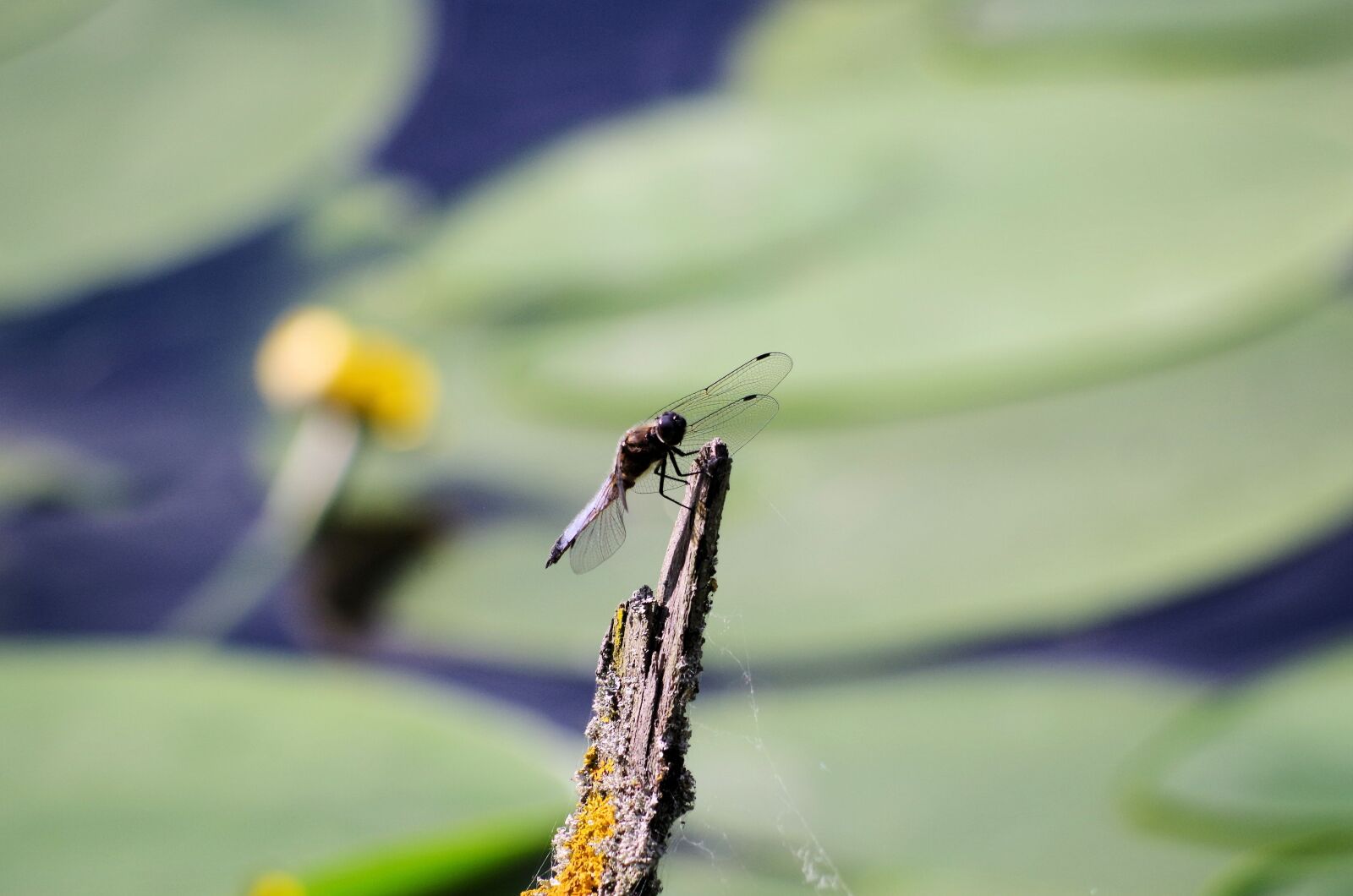 Pentax K-50 sample photo. Dragonfly, pond, insect photography