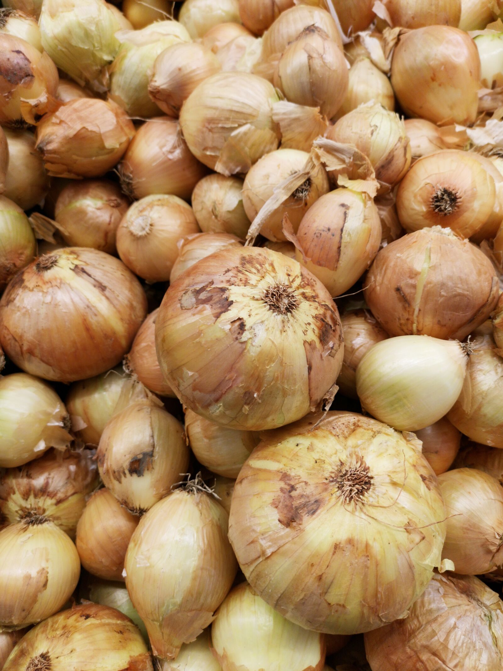 HUAWEI CLT-L09 sample photo. Onion, vegetable, sunday photography
