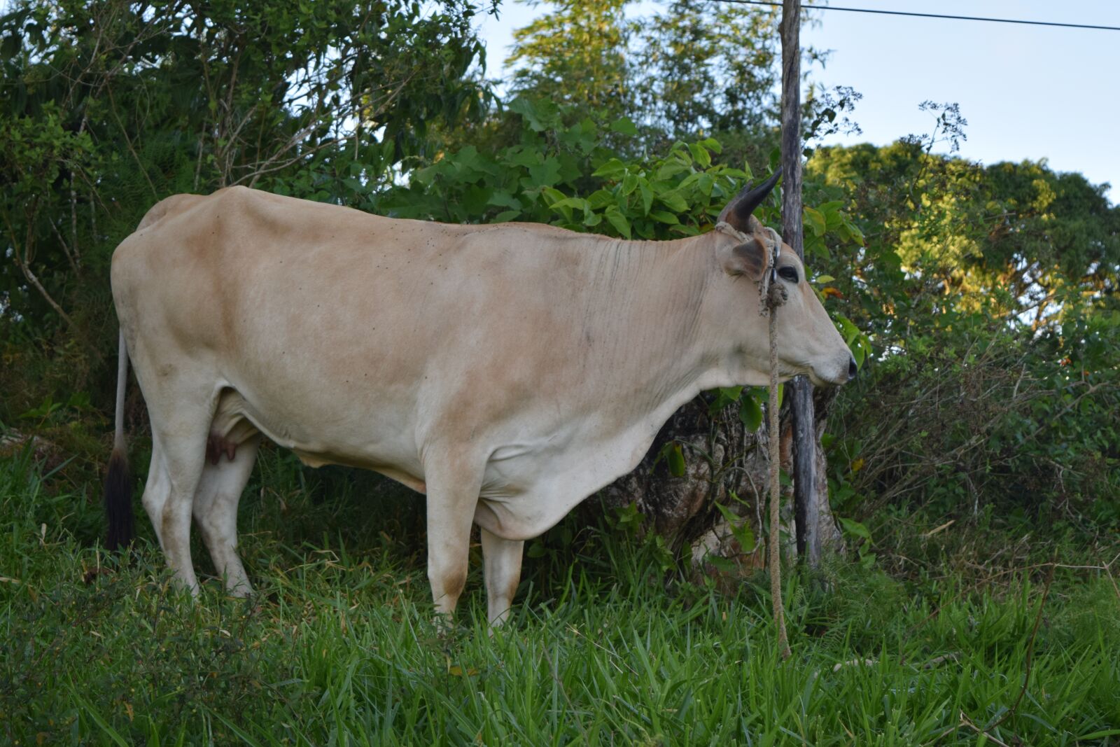 Nikon D3300 sample photo. Cow, brown cow, animal photography