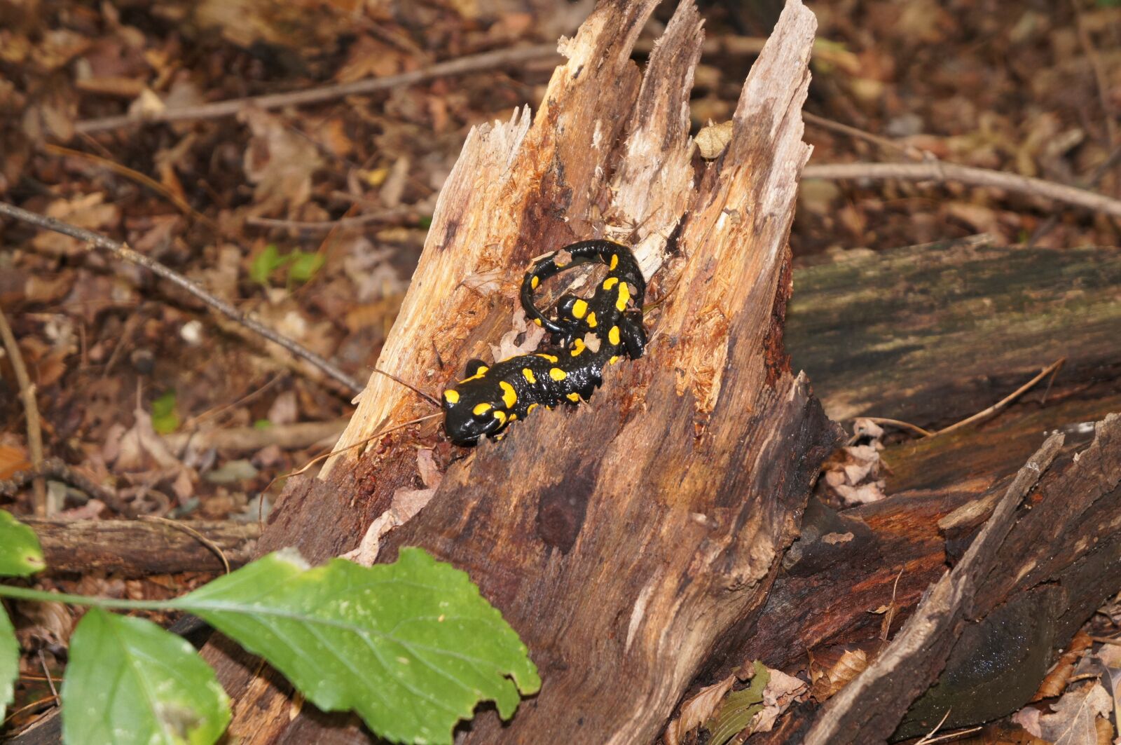 Sony Alpha NEX-C3 + Sony E 18-55mm F3.5-5.6 OSS sample photo. Salamander, forest, nature photography