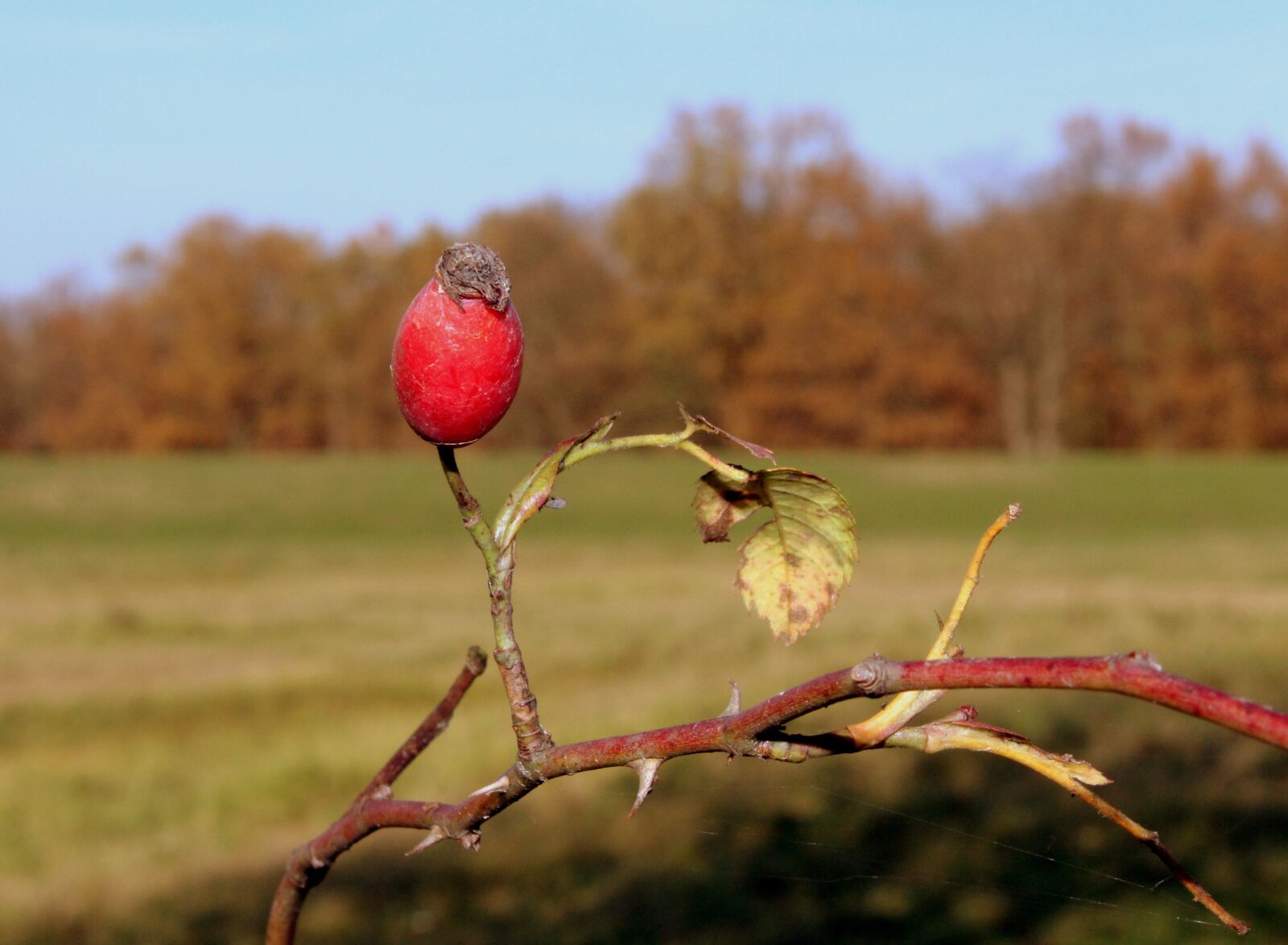 Canon EOS 1200D (EOS Rebel T5 / EOS Kiss X70 / EOS Hi) sample photo. Autumn landscape, seasons of photography