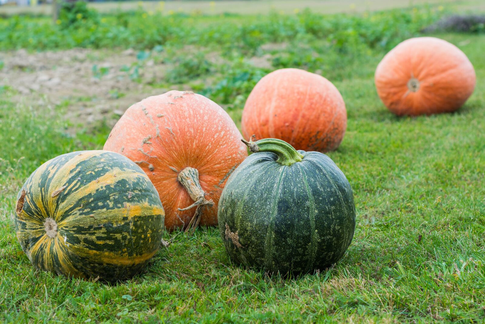 Nikon D5200 sample photo. Pumpkins, pumpkin, autumn photography