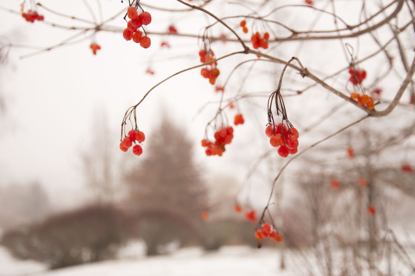 Nikon D90 sample photo. Rowan, winter, frozen photography