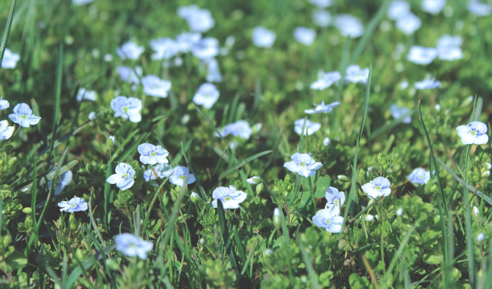 Canon EOS 60D sample photo. Flowers of the field photography
