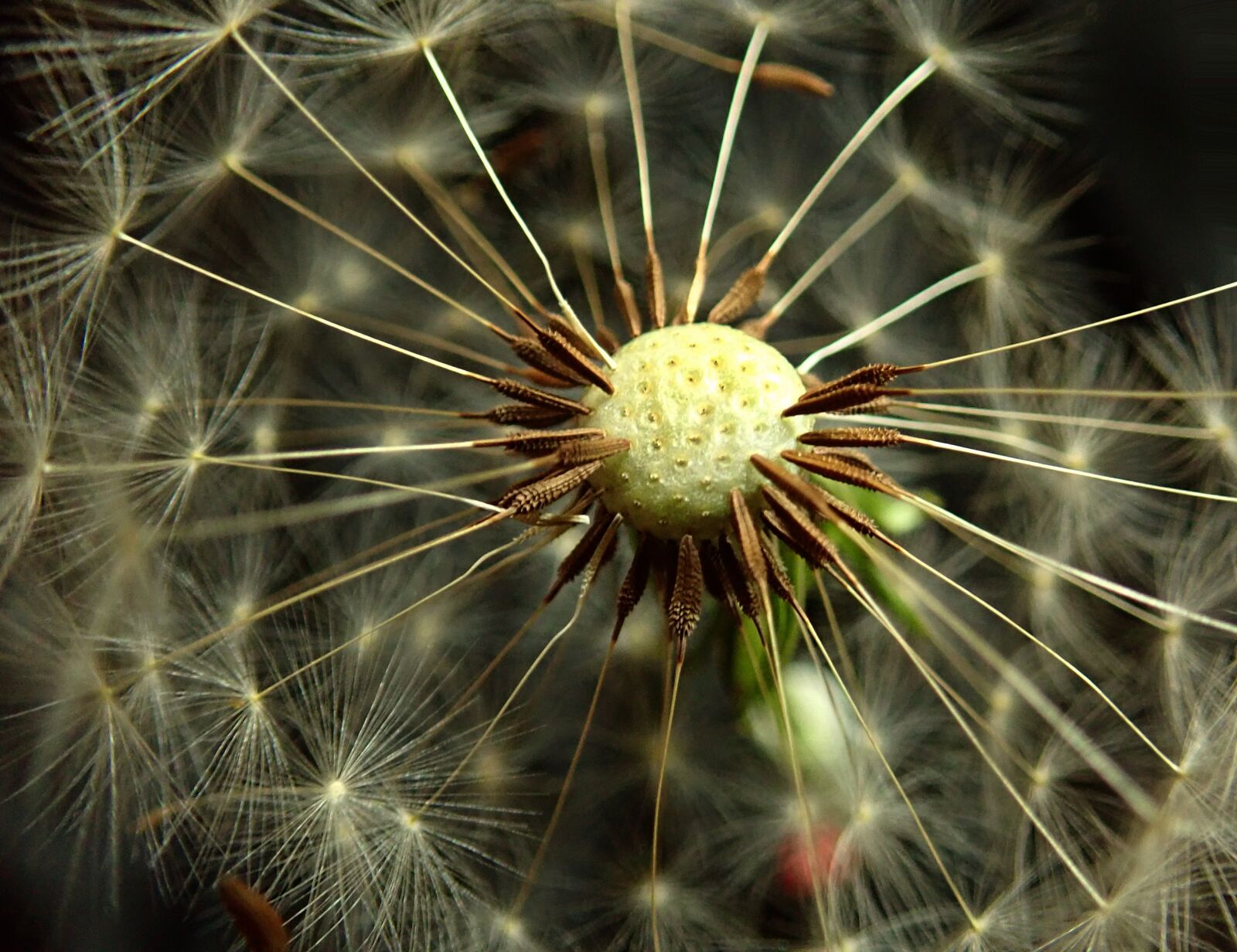 Olympus TG-5 sample photo. Dandelion, seed, plant photography