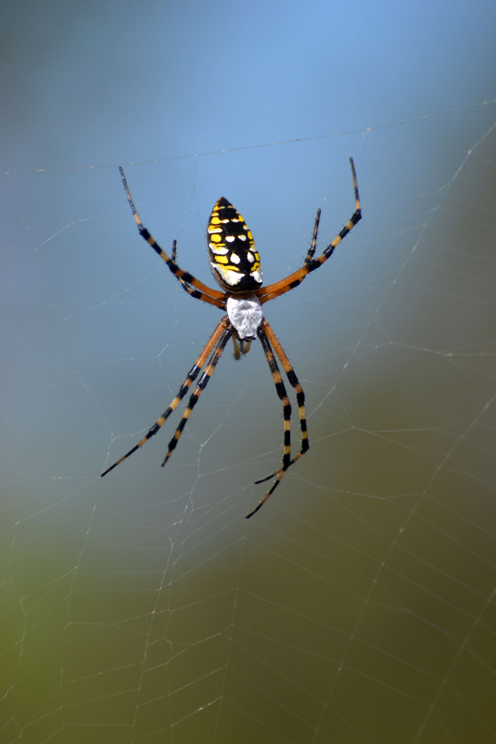 Nikon D3100 sample photo. Spider, florida, arachnid photography