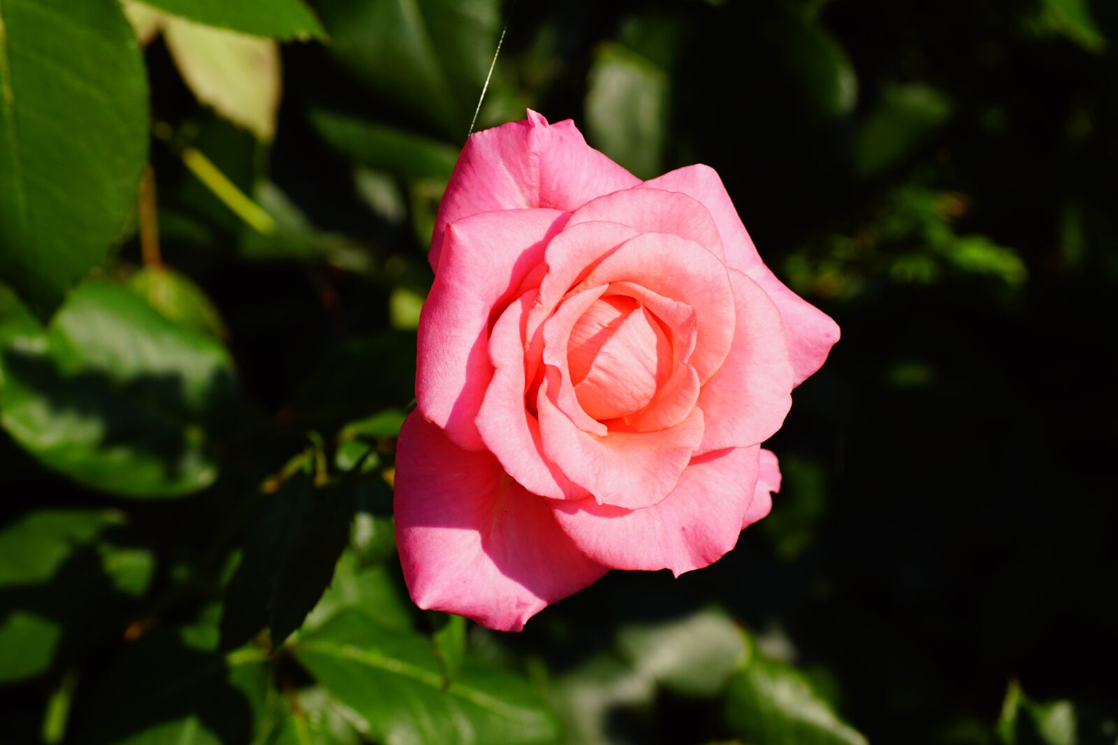 Sony SLT-A68 sample photo. Rose, garden, pink photography