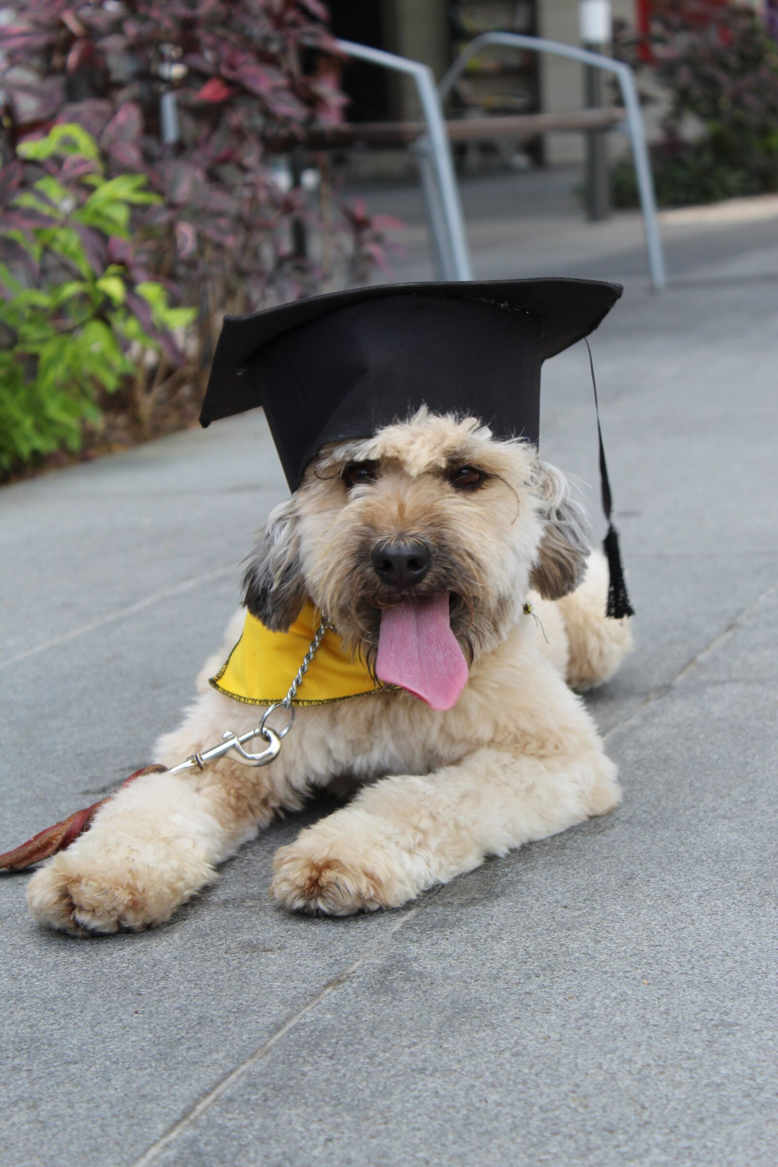 Canon EOS 1300D (EOS Rebel T6 / EOS Kiss X80) sample photo. Graduation, pudle, happy dog photography