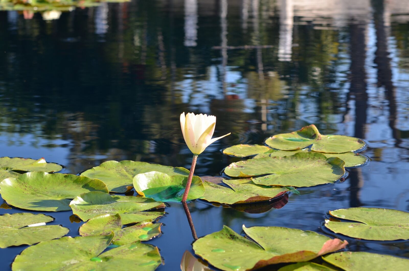 Nikon D7000 sample photo. Lily pad, water, reflection photography