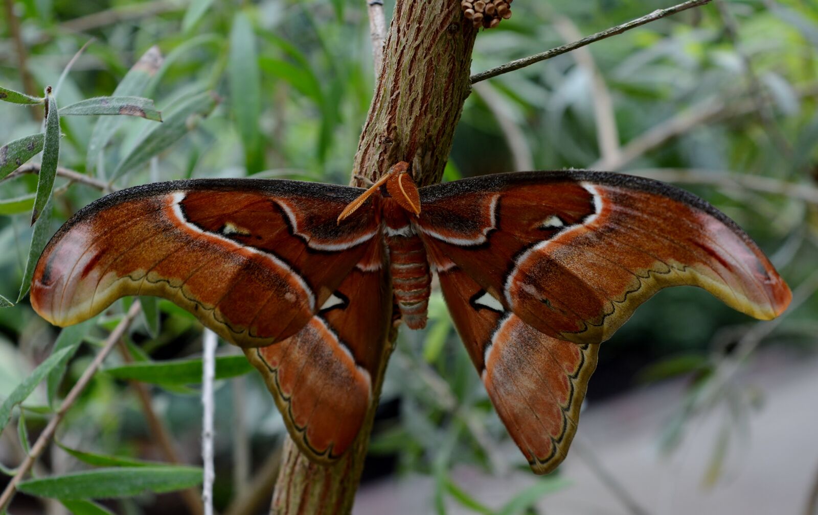 Nikon D5200 sample photo. Butterfly, atlas moth, exotic photography