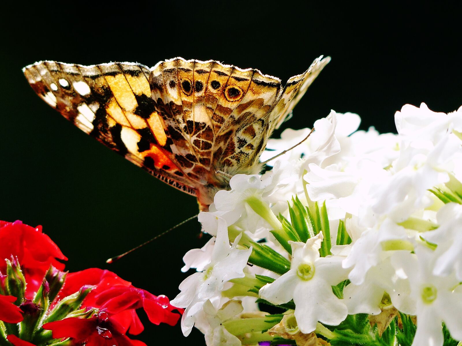 Panasonic Lumix DMC-FZ200 sample photo. Butterfly, animal world, insect photography