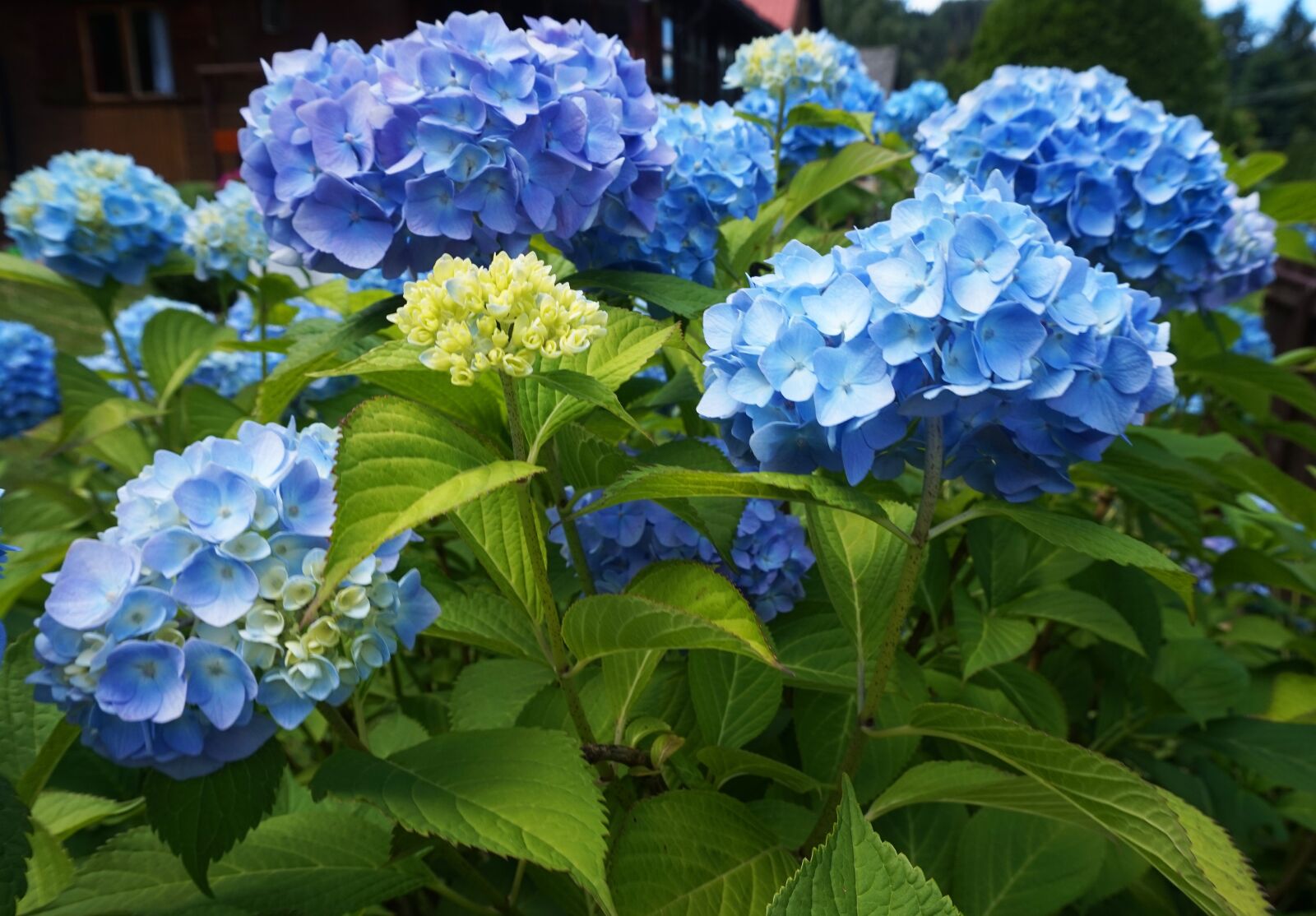 Sony Alpha a5000 (ILCE 5000) sample photo. Hydrangea, flower, garden photography