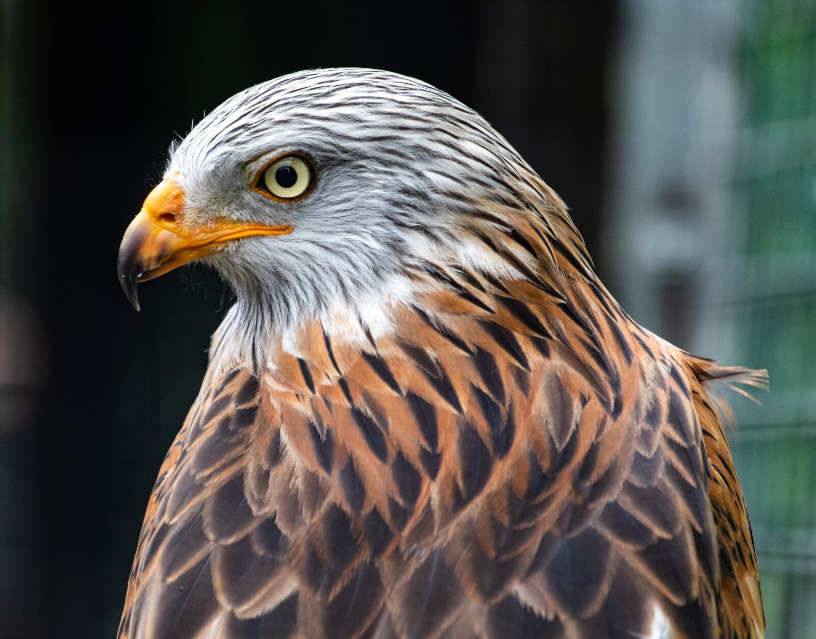 Canon EOS 7D Mark II + Canon EF 70-200mm F4L USM sample photo. Red kite, red kite photography