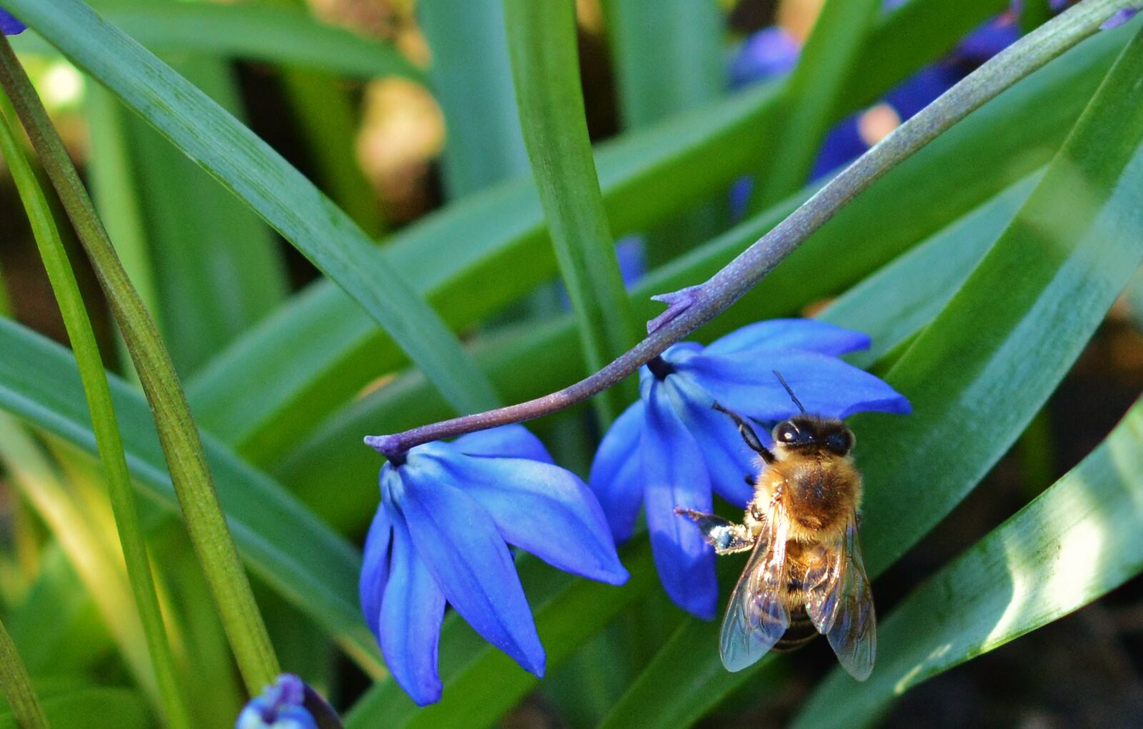 Nikon D5200 sample photo. Spring, garden, scilla photography