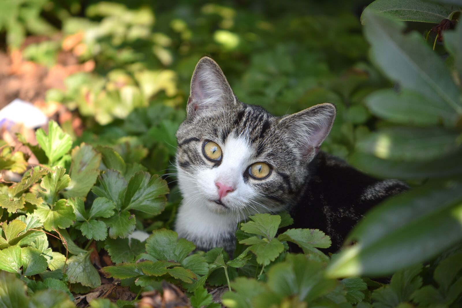 Nikon D5600 sample photo. Cat, mieze, pet photography