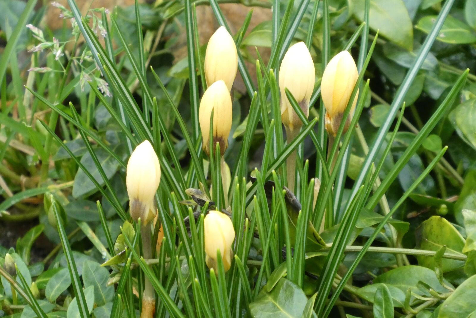 Panasonic Lumix DC-ZS70 (Lumix DC-TZ90) sample photo. Crocus, buttons, spring photography