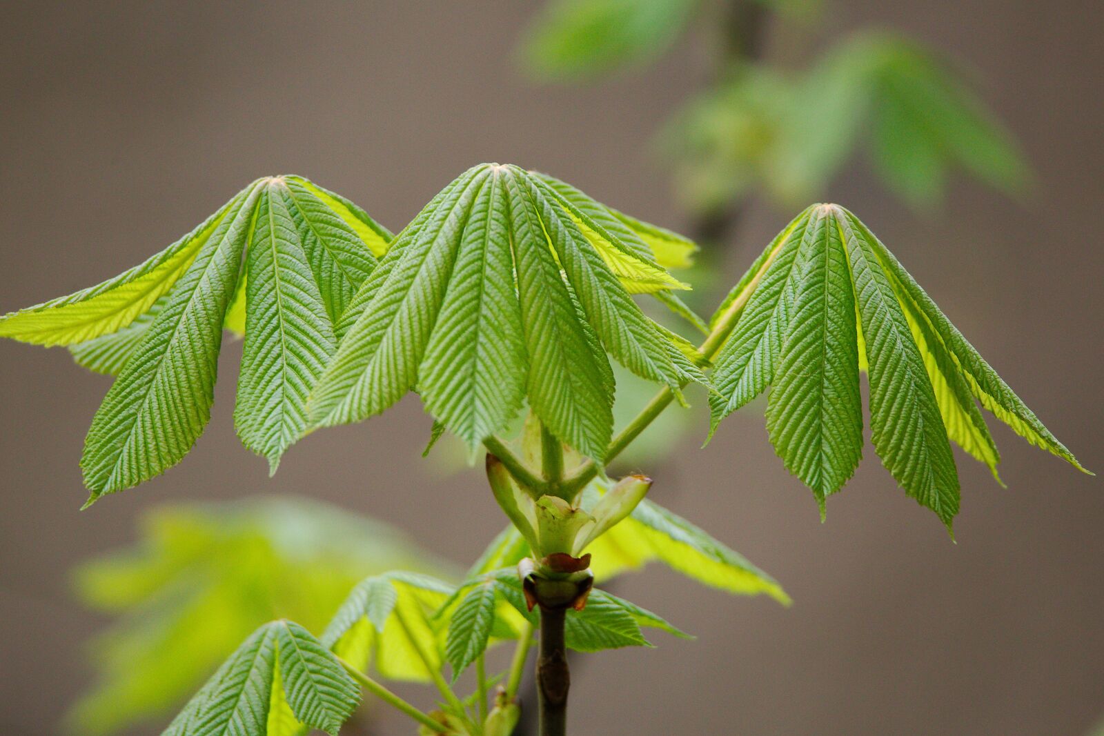 Canon EOS 6D sample photo. Leaf, nature, plant photography