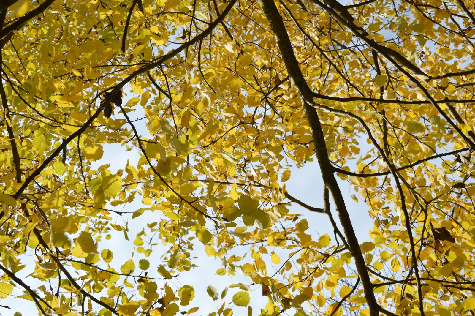 Nikon D3200 sample photo. Autumn, foliage, forest photography