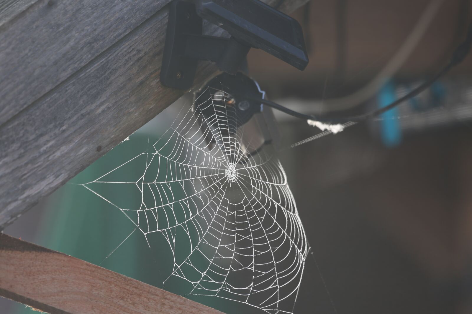 Canon EF 100-400mm F4.5-5.6L IS USM sample photo. Cobweb, tissue, nature photography