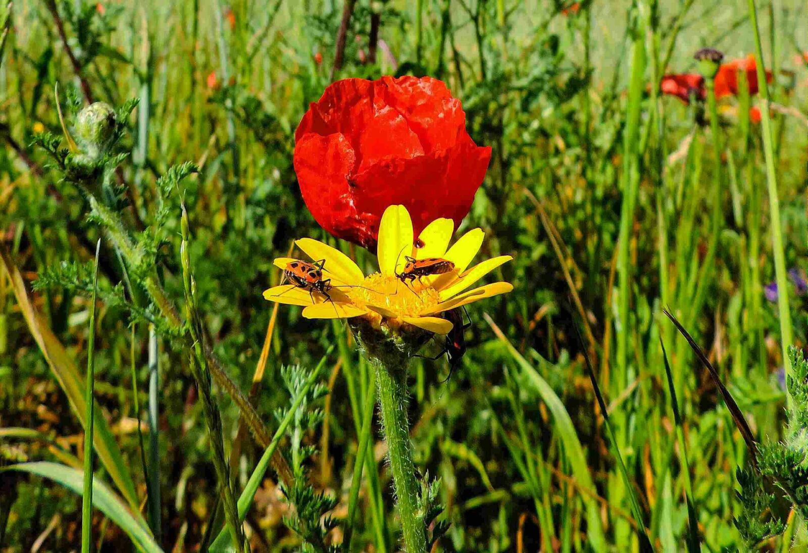 Nikon Coolpix P520 sample photo. Flower, flowers, bloom photography