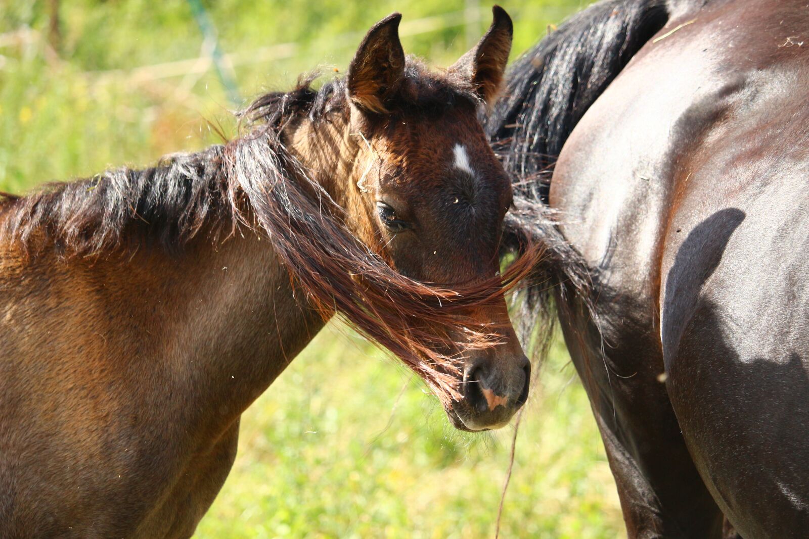 Canon EOS 100D (EOS Rebel SL1 / EOS Kiss X7) sample photo. Horse, foal, thoroughbred arabian photography