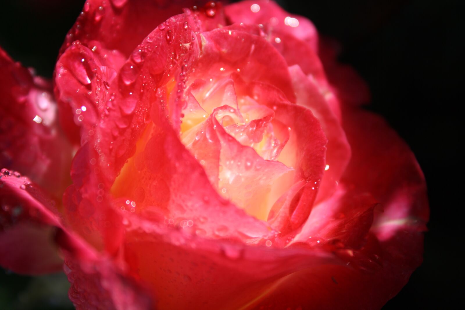 Canon EOS 1000D (EOS Digital Rebel XS / EOS Kiss F) sample photo. Rose, rain, raindrops photography