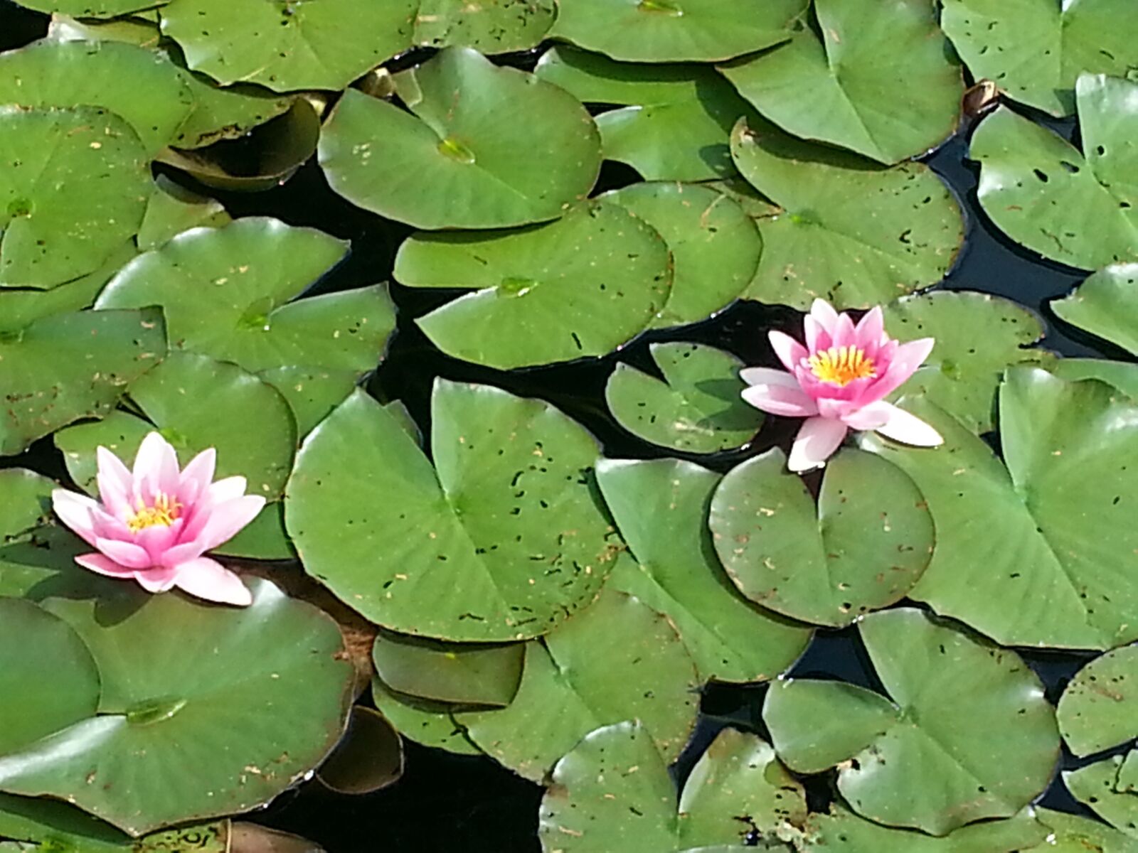 Samsung Galaxy S3 sample photo. Water lilies, flower, water photography