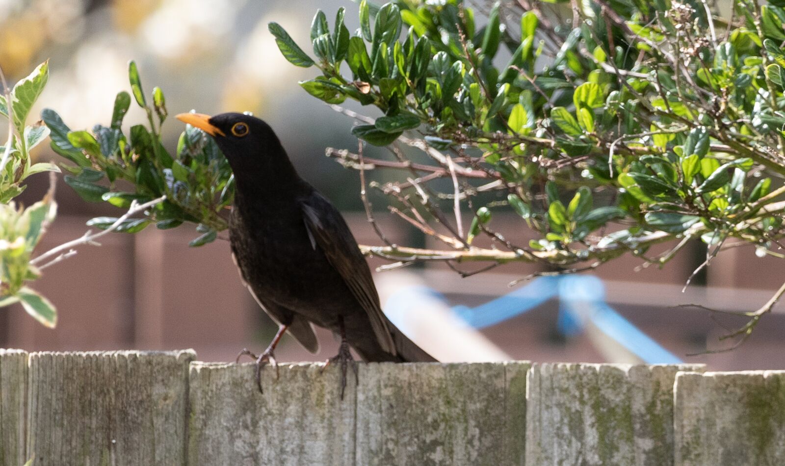 Canon EOS 7D Mark II sample photo. Male uk blackbird, male photography