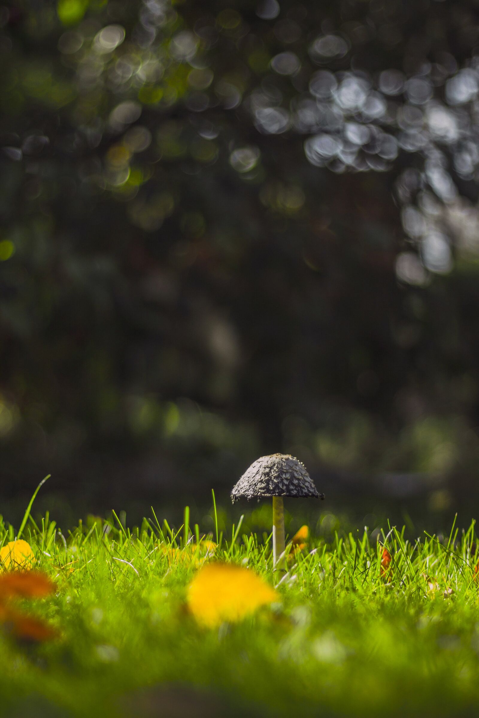 Canon EOS 60D + Canon EF 50mm F1.4 USM sample photo. Mushroom, blurry, bokeh photography