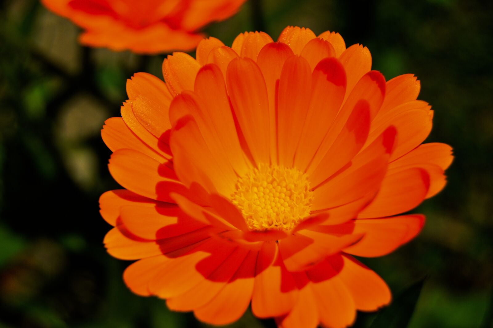 Nikon D3200 sample photo. Orange flower, orange, colorful photography