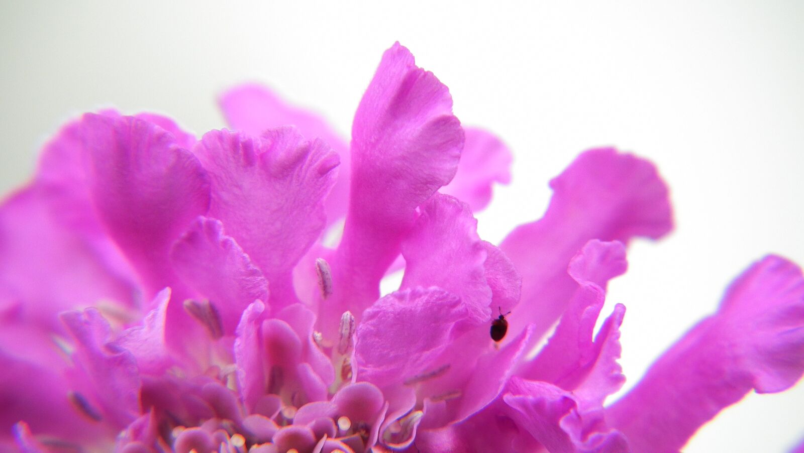 FujiFilm FinePix HS10 (FinePix HS11) sample photo. Purple, pink, flower photography