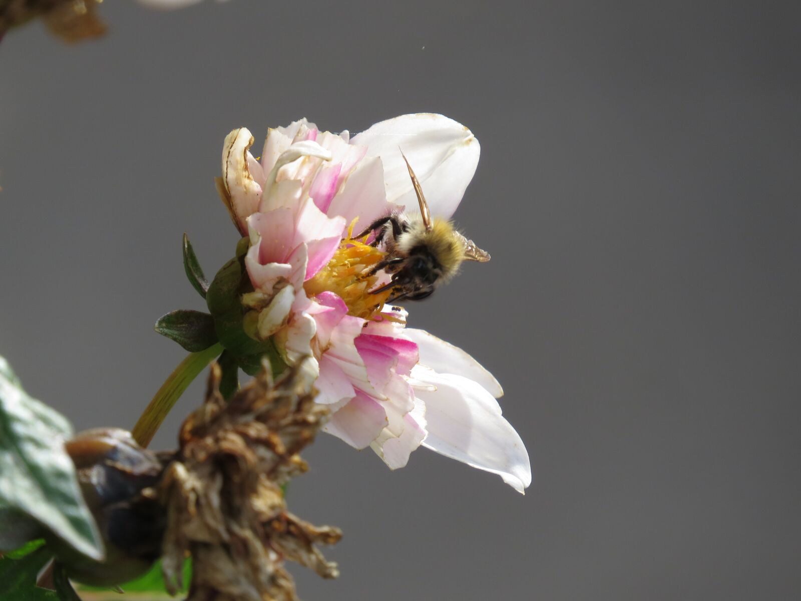 Canon PowerShot SX50 HS sample photo. Bee, rose, pink photography