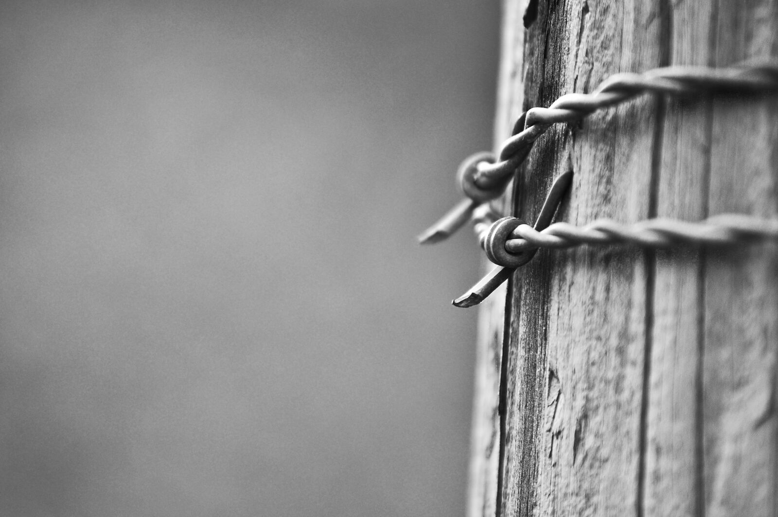 Nikon D5000 sample photo. Barbed wire, pole, wire photography