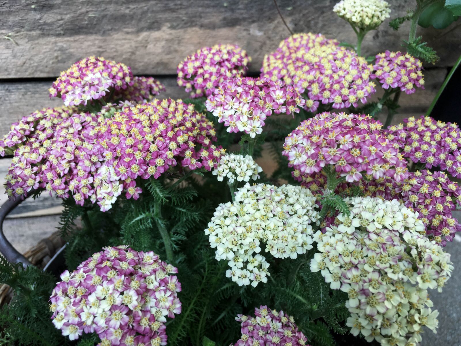 iPhone SE back camera 4.15mm f/2.2 sample photo. Yarrow, flower, nature photography