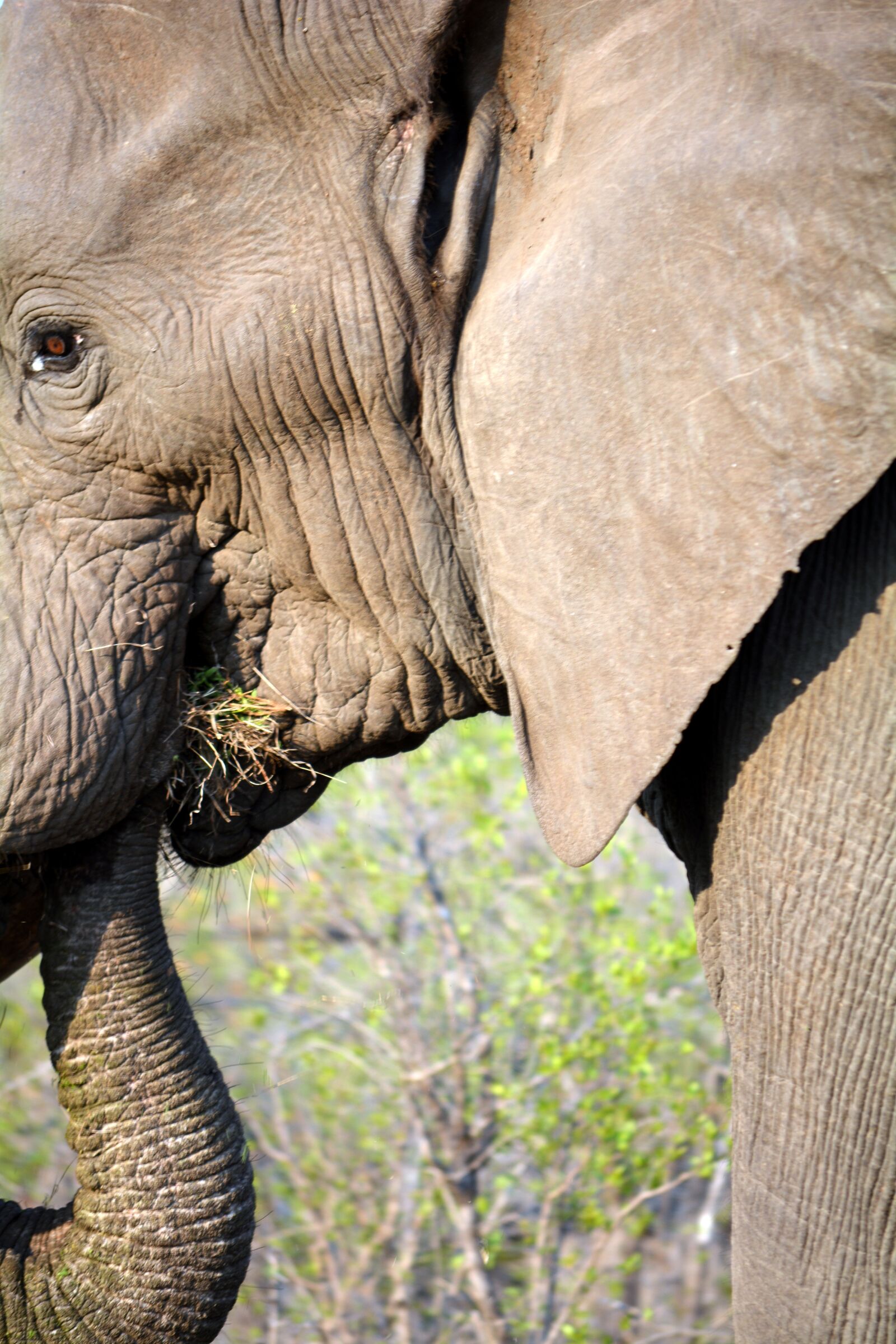 Nikon D5200 sample photo. Kruger park, south africa photography
