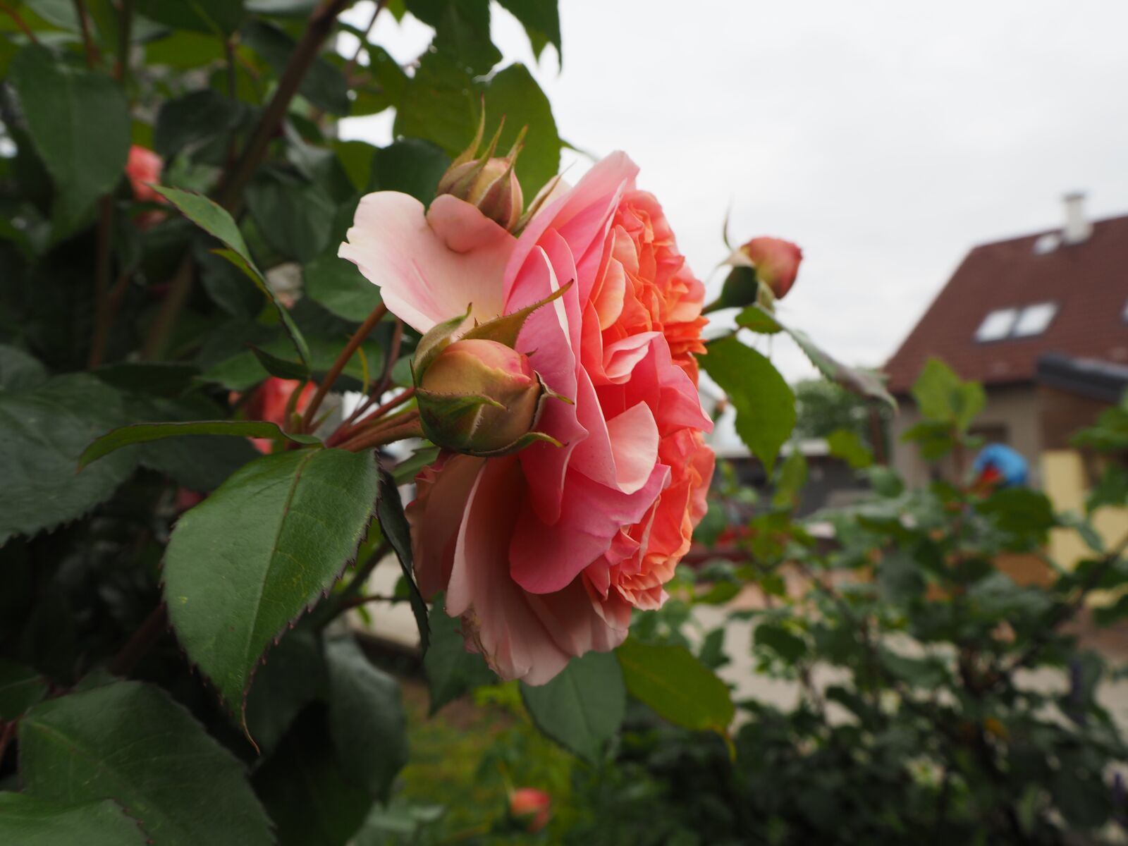 Olympus PEN E-PL8 sample photo. Roses, tea roses, rose photography