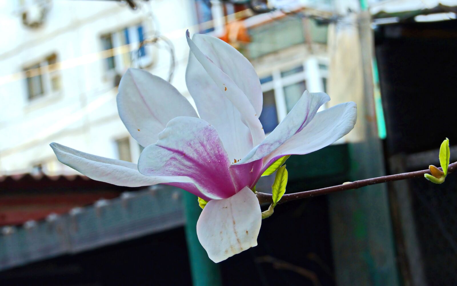 Nikon D5100 sample photo. Flower, magnolia, petals photography