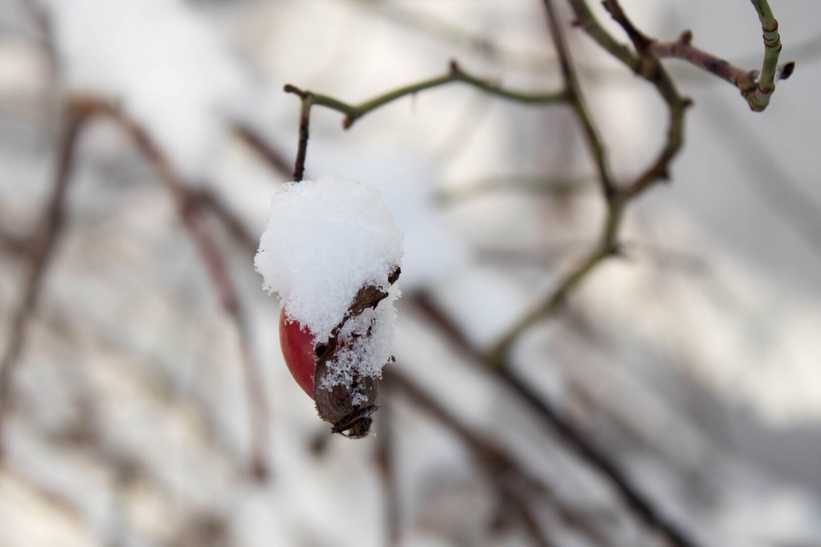 Canon EOS 1300D (EOS Rebel T6 / EOS Kiss X80) sample photo. Winter, snow, frost photography