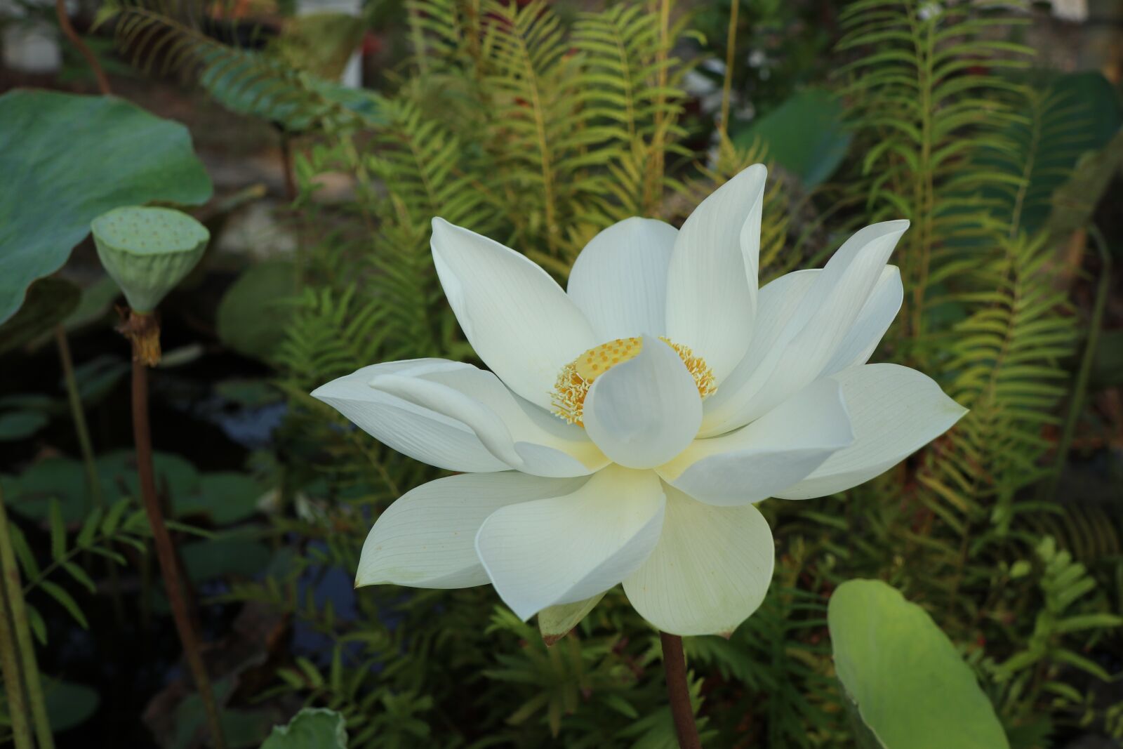 Canon EOS M6 sample photo. Lotus flower, white, green photography
