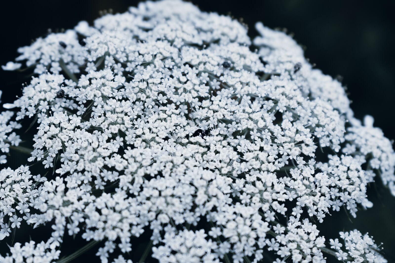 Nikon D5600 sample photo. Flower, tiny, white photography