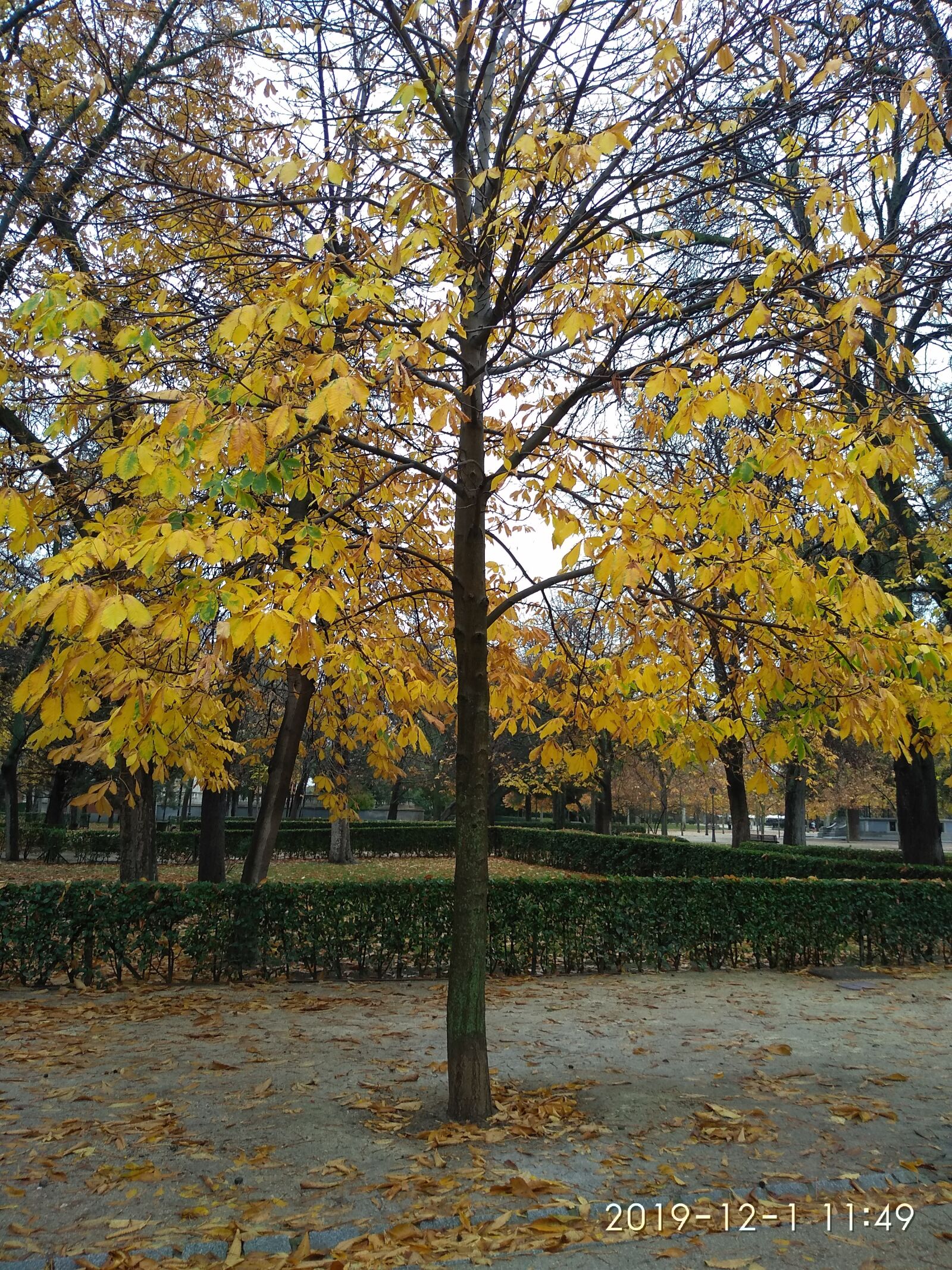 Xiaomi Redmi 5 sample photo. Autumn, tree, nature photography