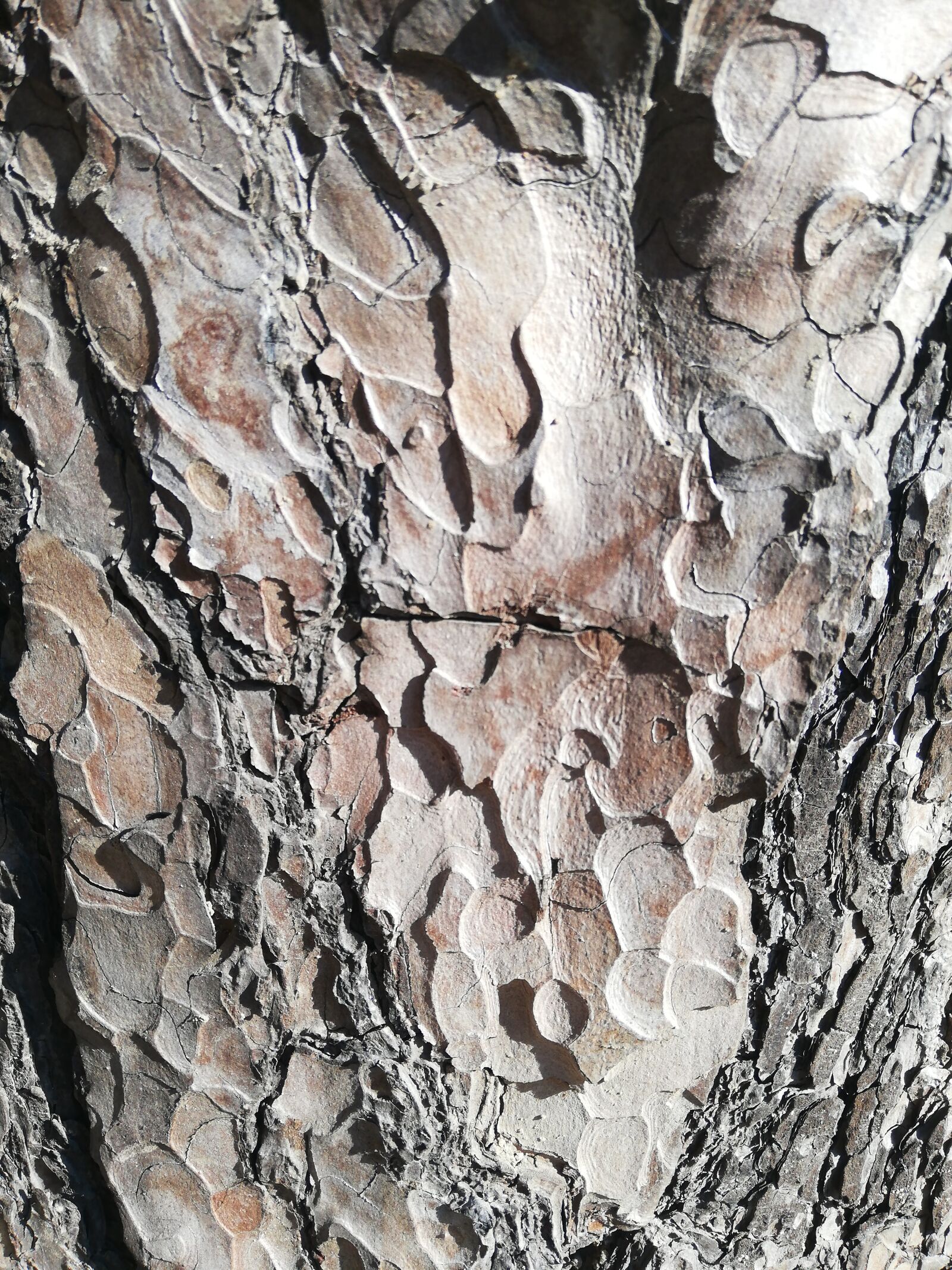 HUAWEI P20 lite sample photo. Tree, bark, day photography