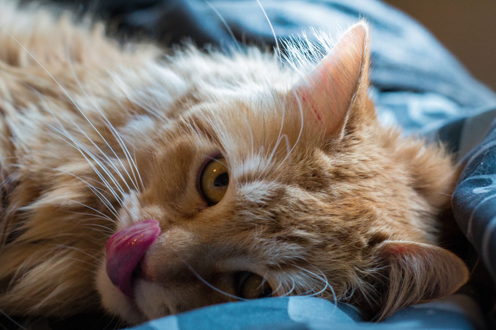 Canon EOS 70D sample photo. Cat, tongue, pet photography