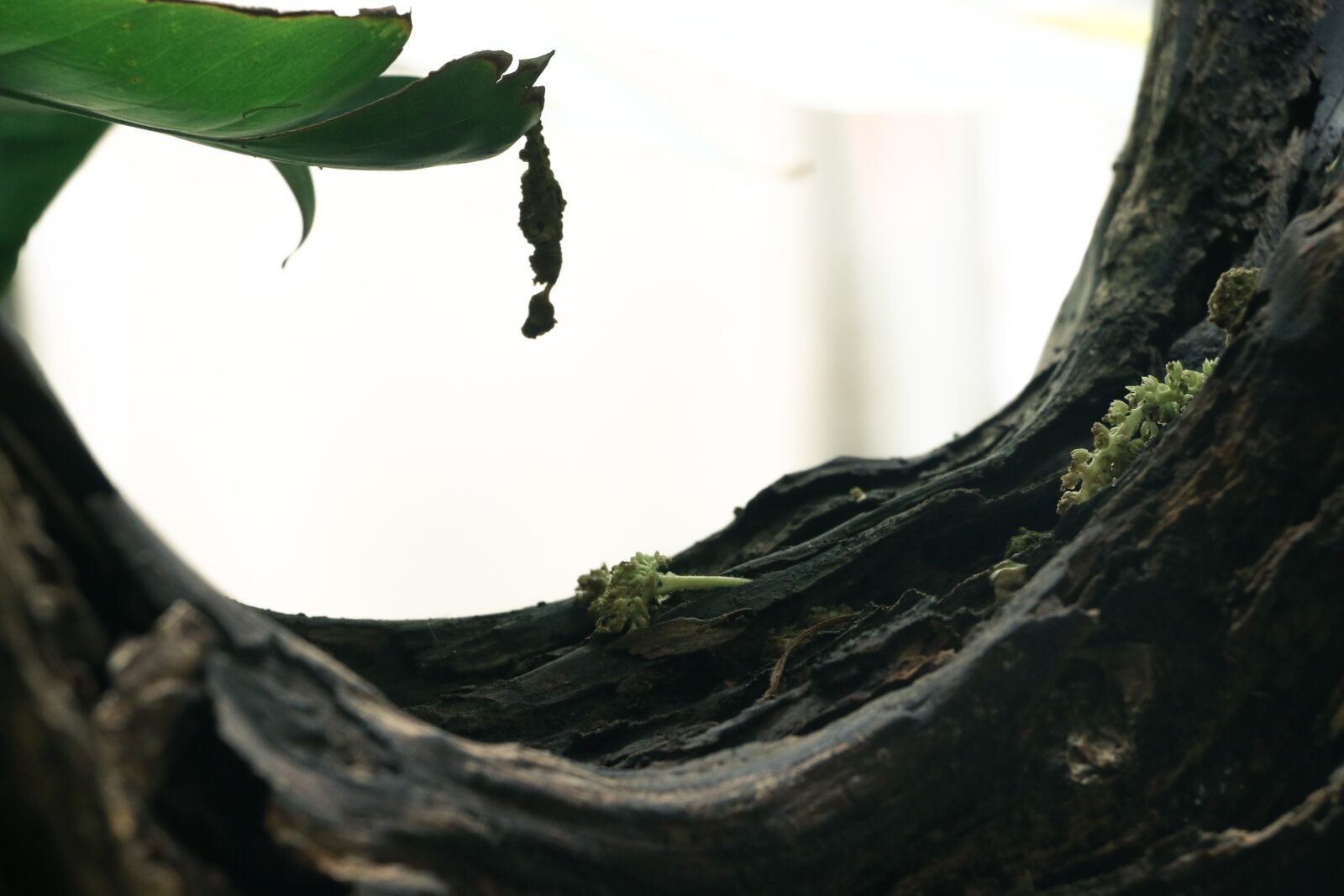 Canon EOS 70D sample photo. Garden, green, contrast photography