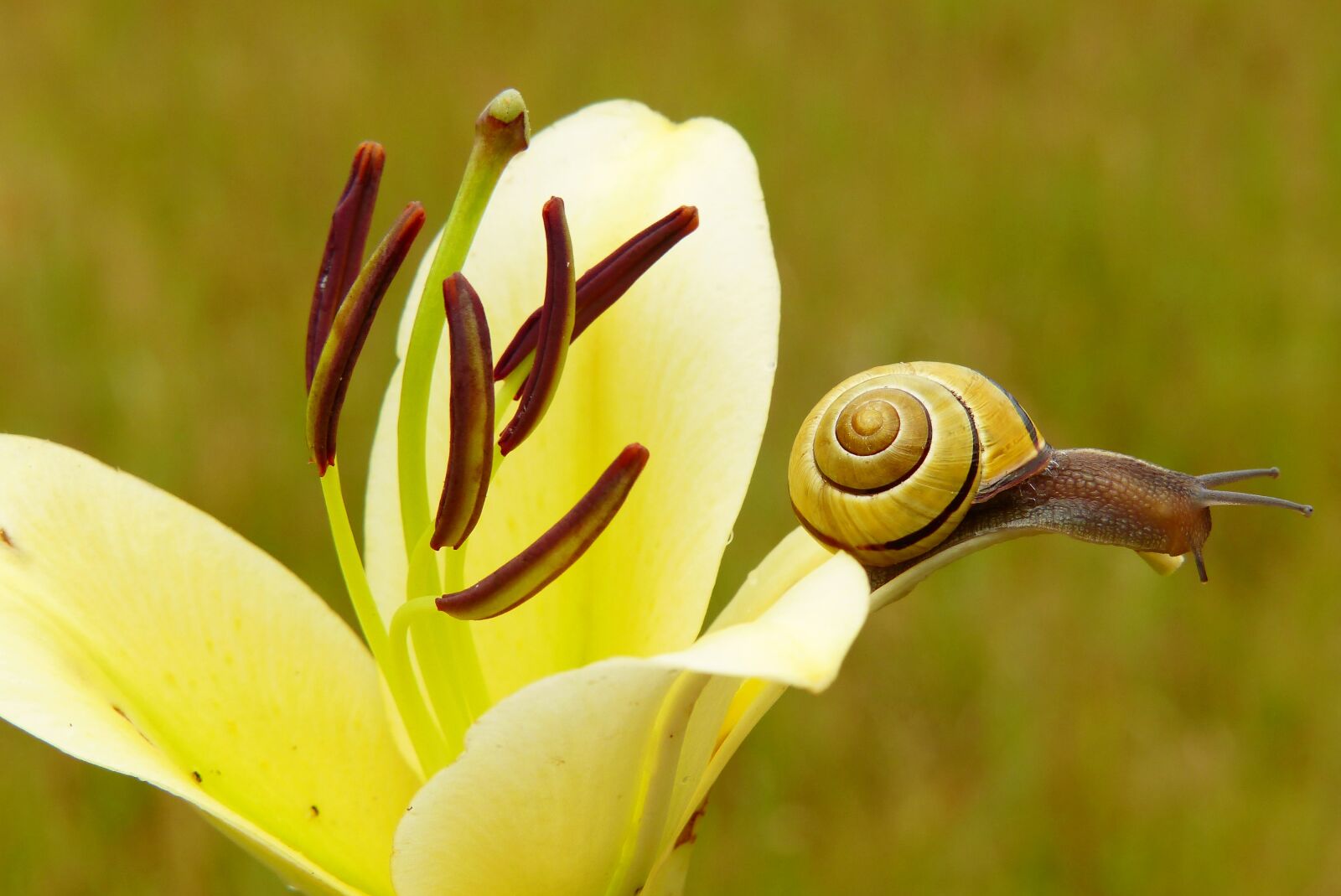 Panasonic Lumix DMC-FZ200 sample photo. Wst yk huntsman, molluscs photography