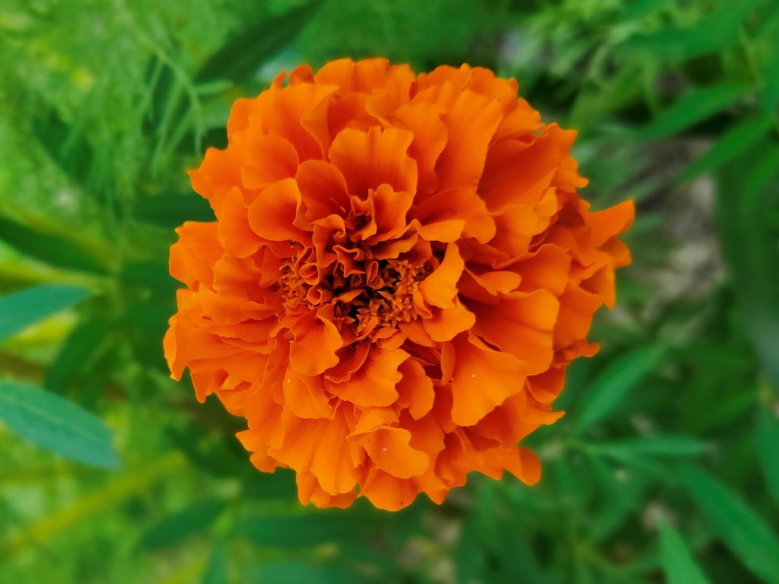 Realme 3 PRO sample photo. Nature, garden, bloom photography
