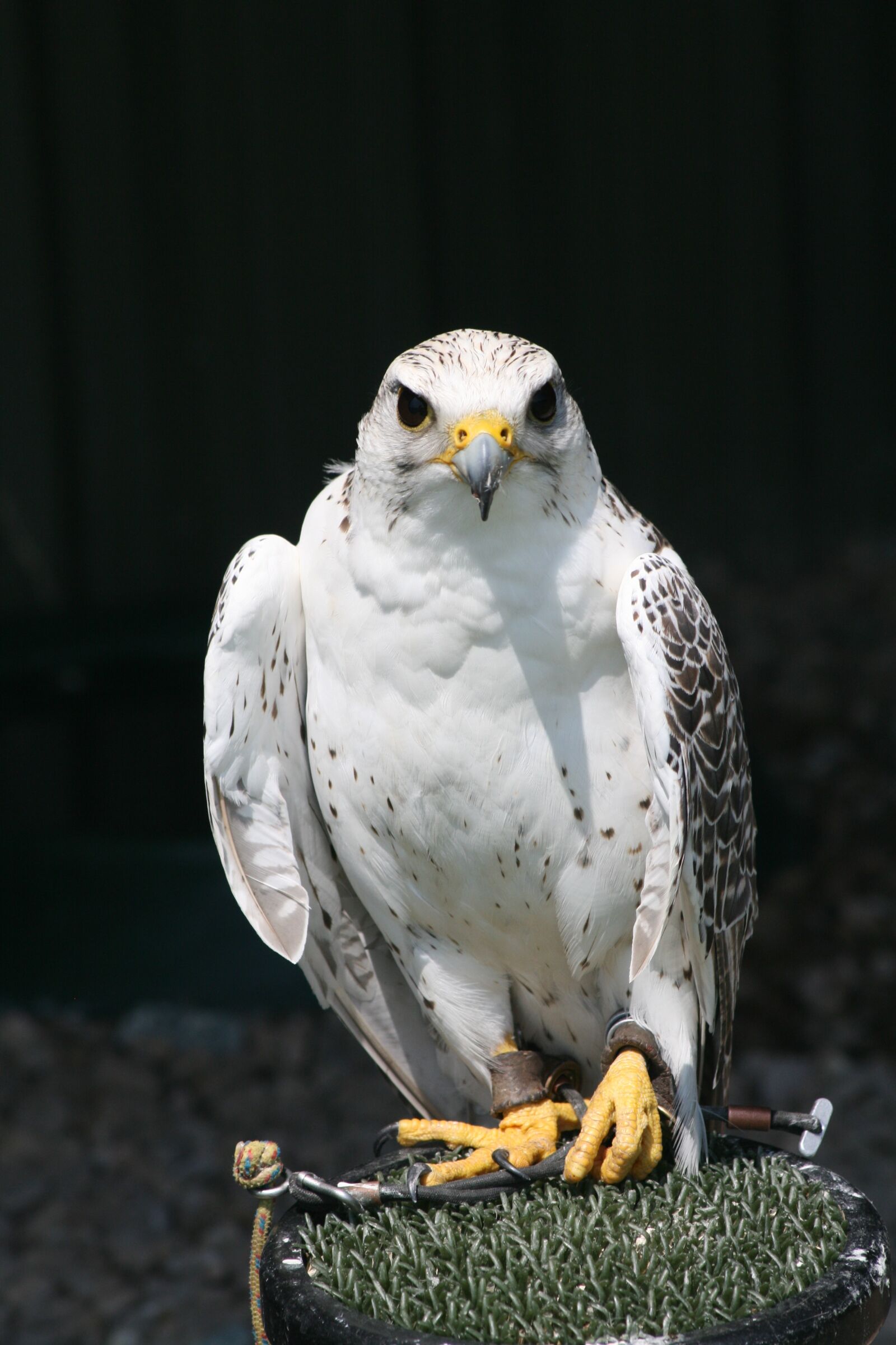 Canon EOS 400D (EOS Digital Rebel XTi / EOS Kiss Digital X) sample photo. Bird of prey bird photography